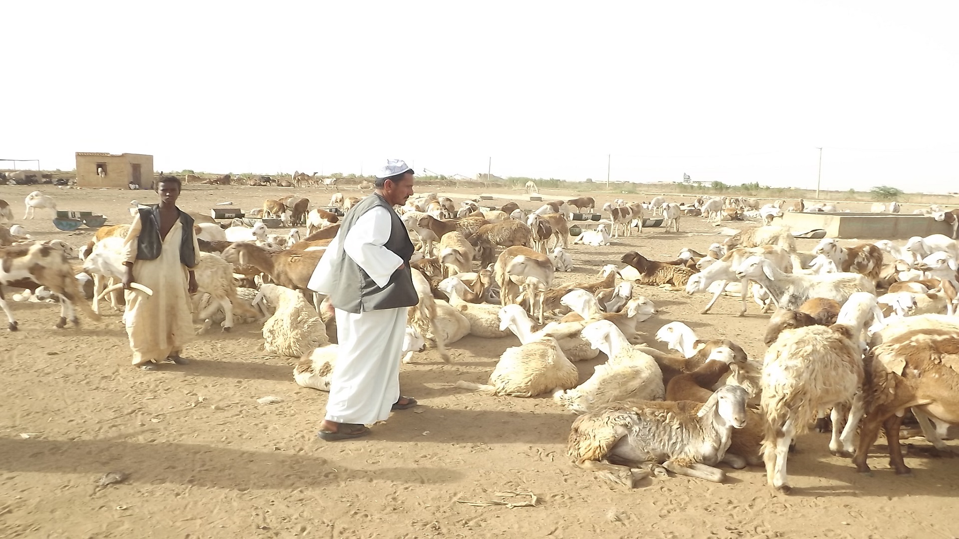 هل يمنع الإسلام زواج الرشيدي من حربية