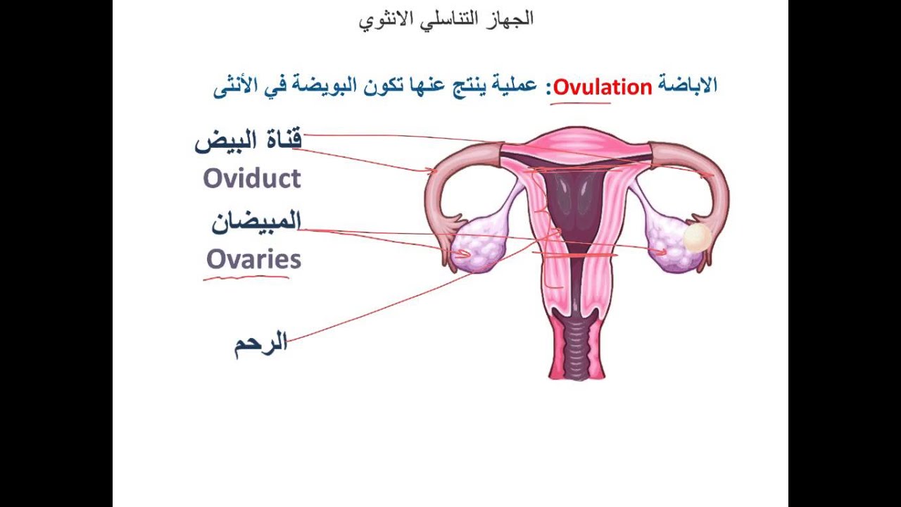 مين جربت الدكتورة أسماء كردي